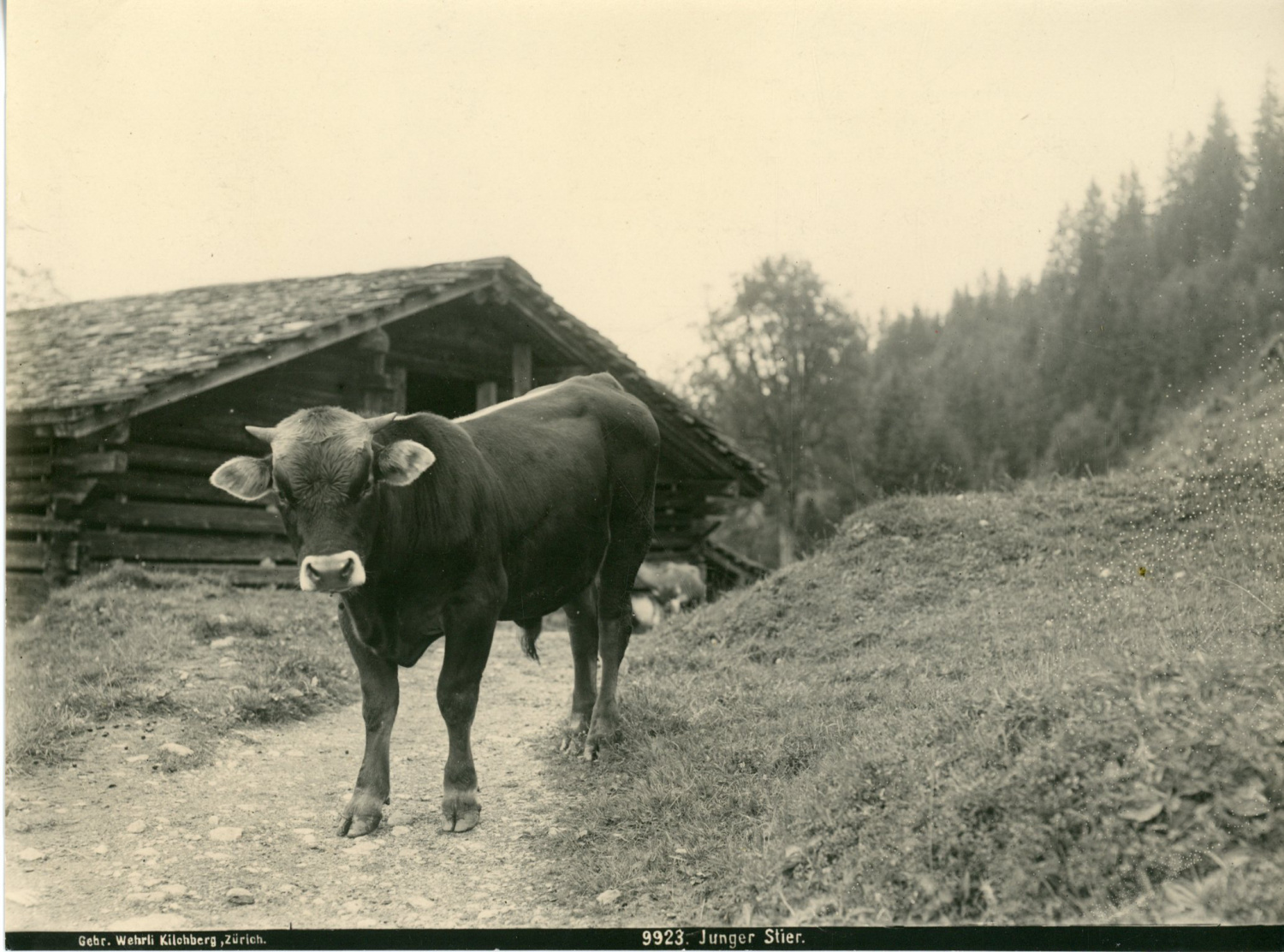 Suisse, Alpes Suisses, junger stier, jeune boeuf by Photographie originale  / Original photograph: (1910) Photograph