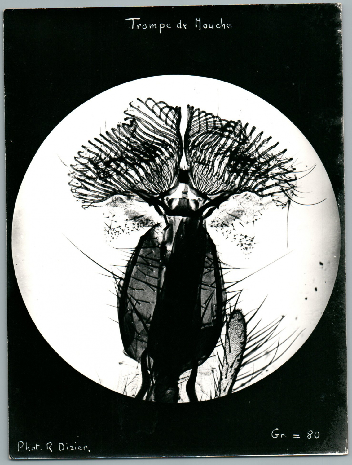 Phot. R. Dizier, Trompe de Mouche Photographie originale / Original photograph [ ]