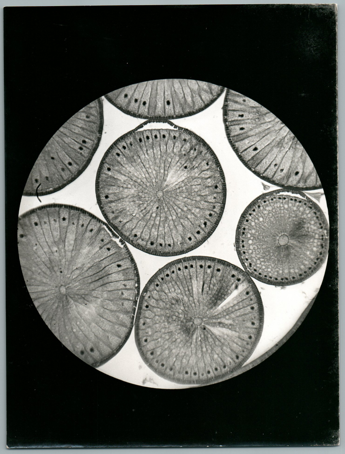 Phot. R. Dizier, Microphotographie Photographie originale / Original photograph [ ]