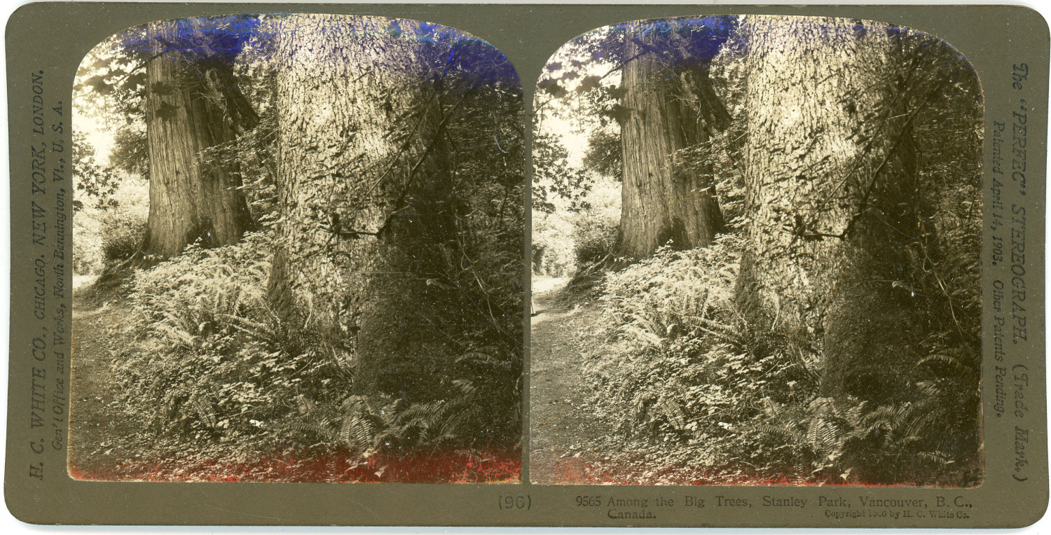 Stereo Canada, Vancouver, Stanley Park, among the big trees, 1906 Photographie originale / Original photograph [ ]