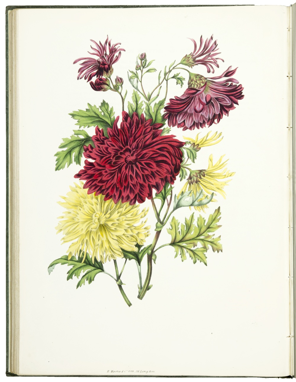 The Beauties Of Flora With Botanic And Poetic Illustrations Being A