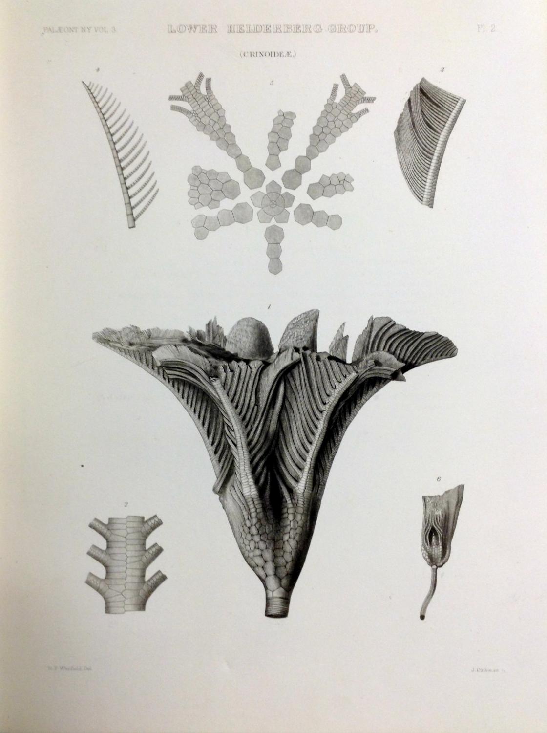 Natural History of New York. Part VI. PALEONTOLOGY OF NEW