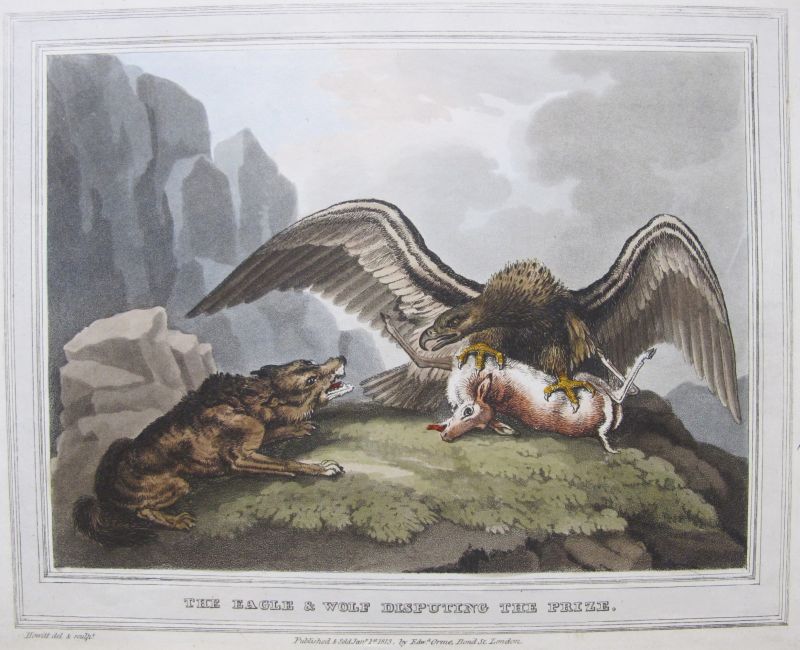 The Eagle & Wolf Disputing the Prize / El Águila y el Lobo Disputándose la  Presa by Orme, Edward: (1813) Art / Print / Poster |  Frame