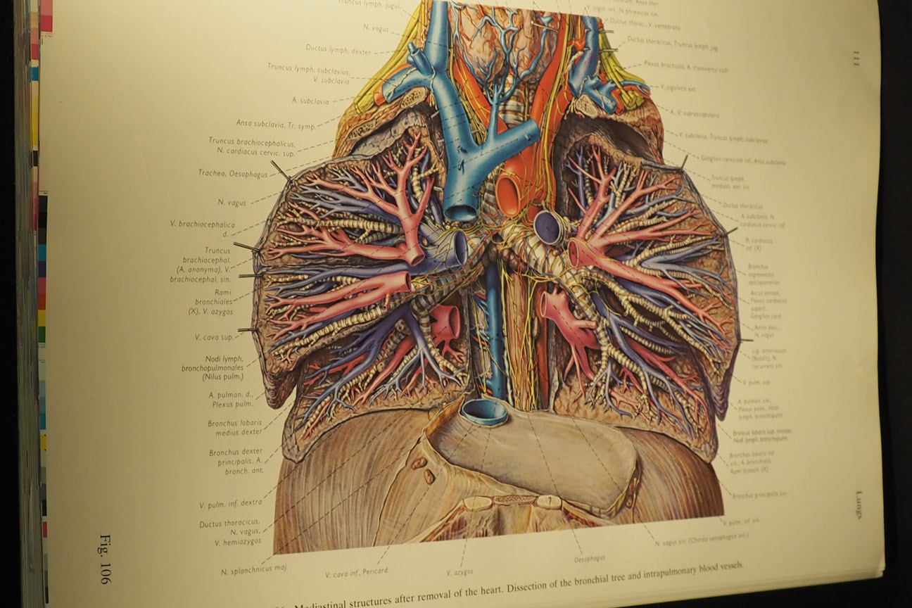 Pernkopf Anatomy: Atlas of Topographic and Applied Human