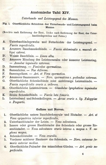 Original Umrisslithographie Ca 1850 Anatomische Tafel Unterbauch Und Leistengegend Des Mannes Gut Kein Einband 1850 Nein Antiquariat Kastanienhof