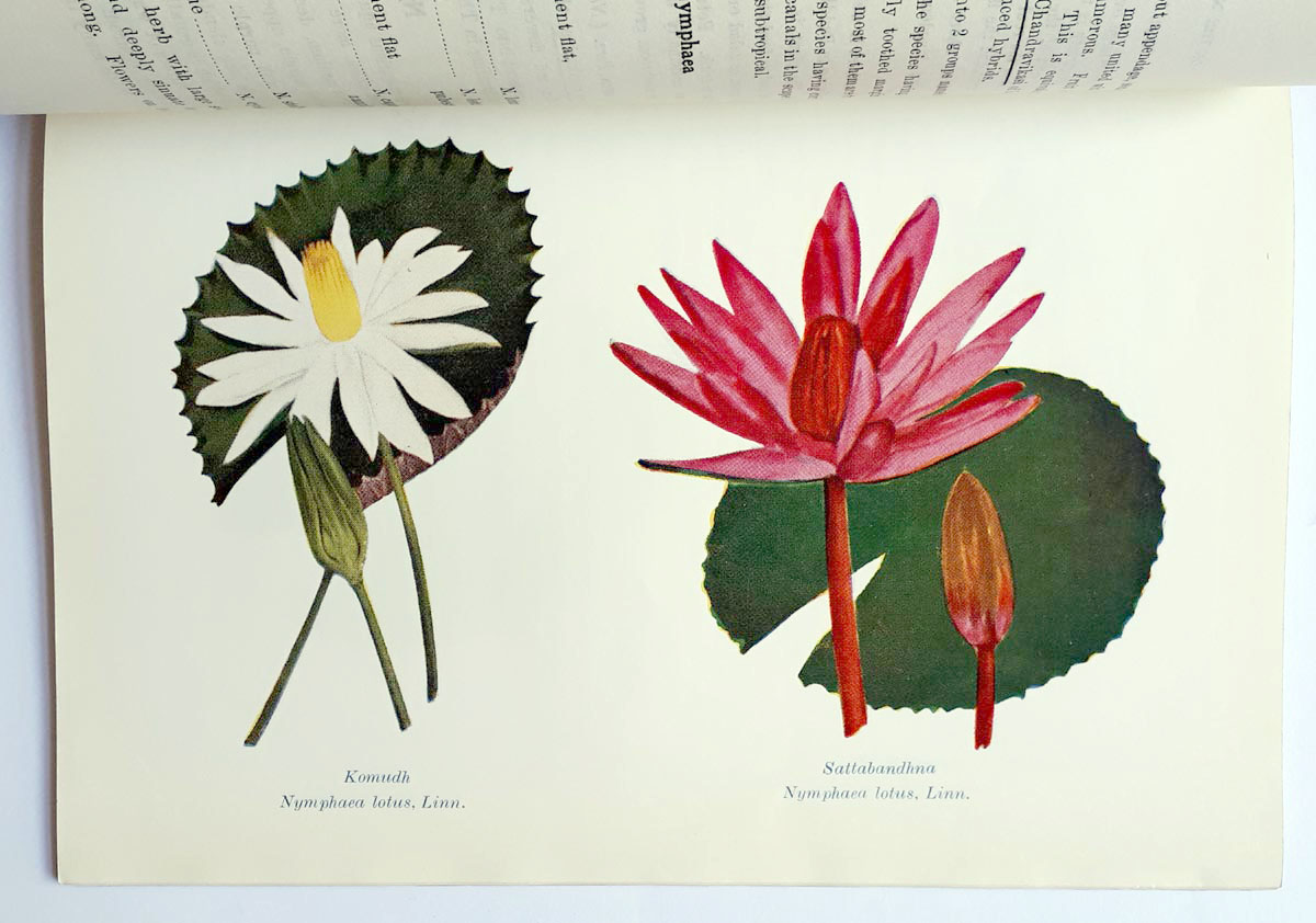 Hari hari ong lotus What is