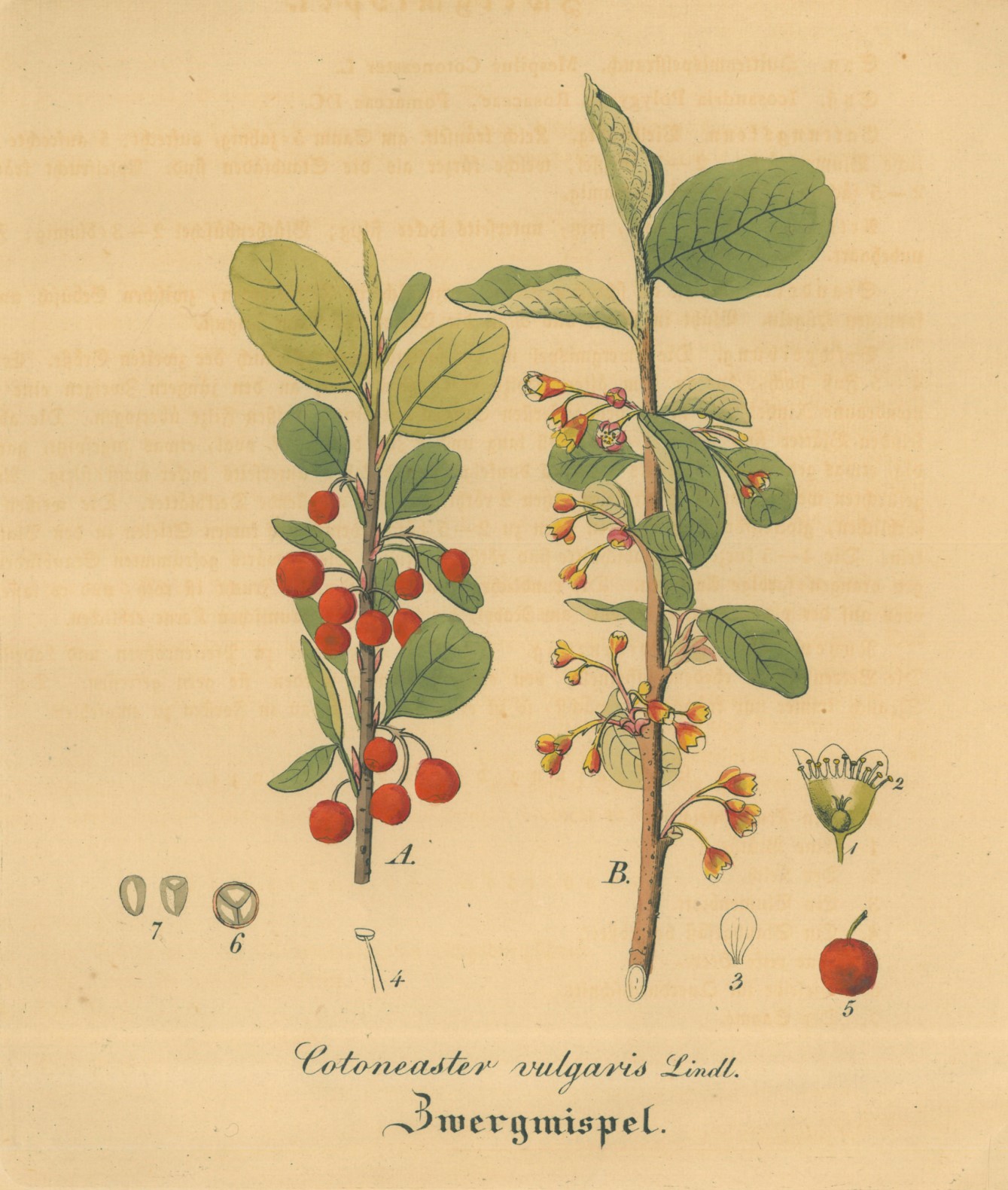 FRÜCHTE. - Mispel. Cotoneaster vulgaris. Zwergmispel: Art / Print ...