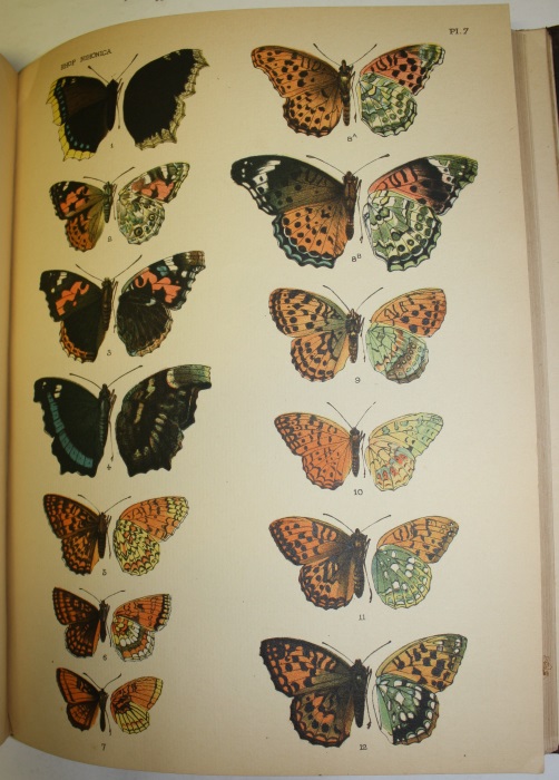 Rhopalocera Nihonica A Description of the Butterflies of Japan by