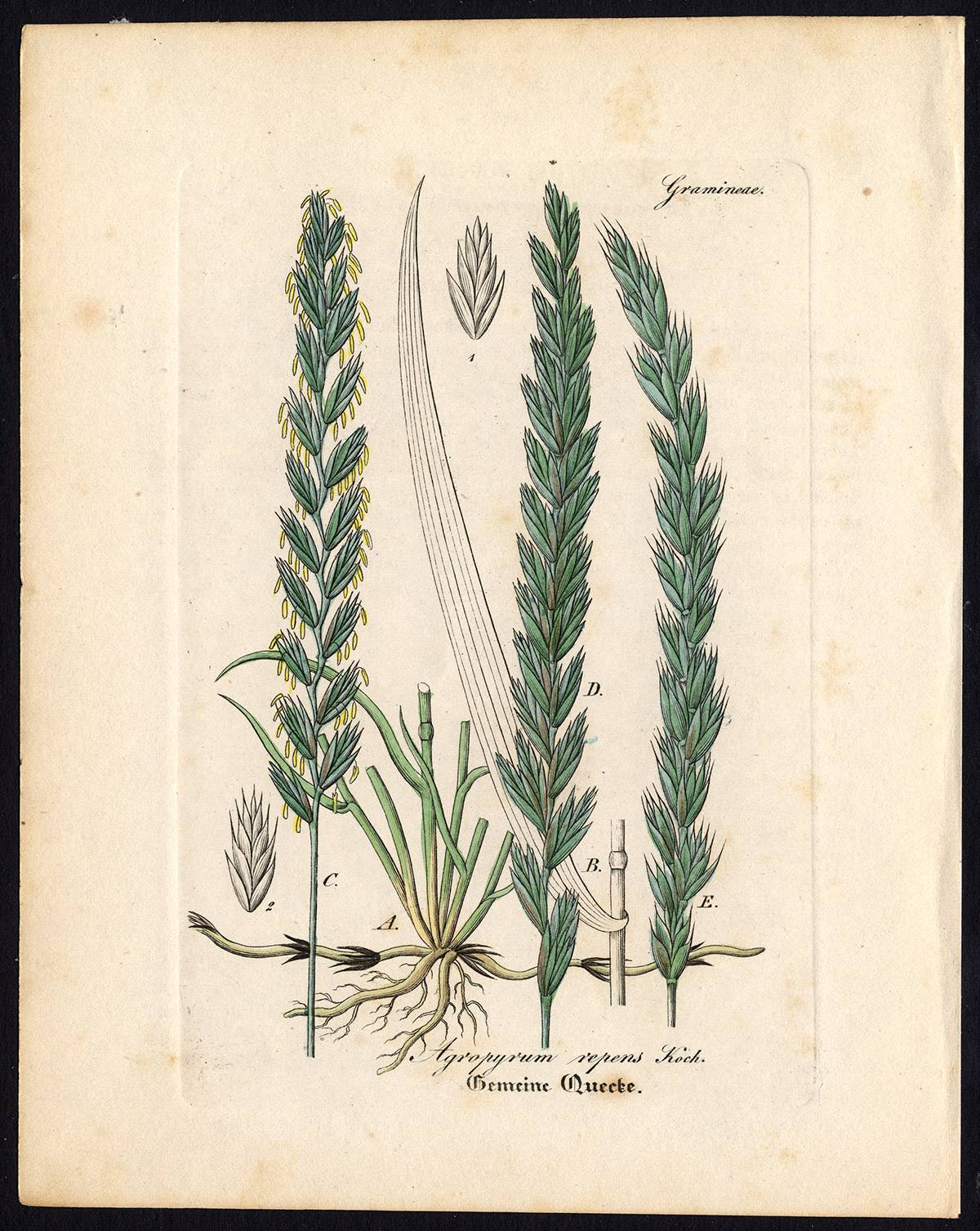 Rare Antique Botanical Print-AGROPYRUM REPENS-COUCH GRASS-Artus-Kirchner-1848 [ ]