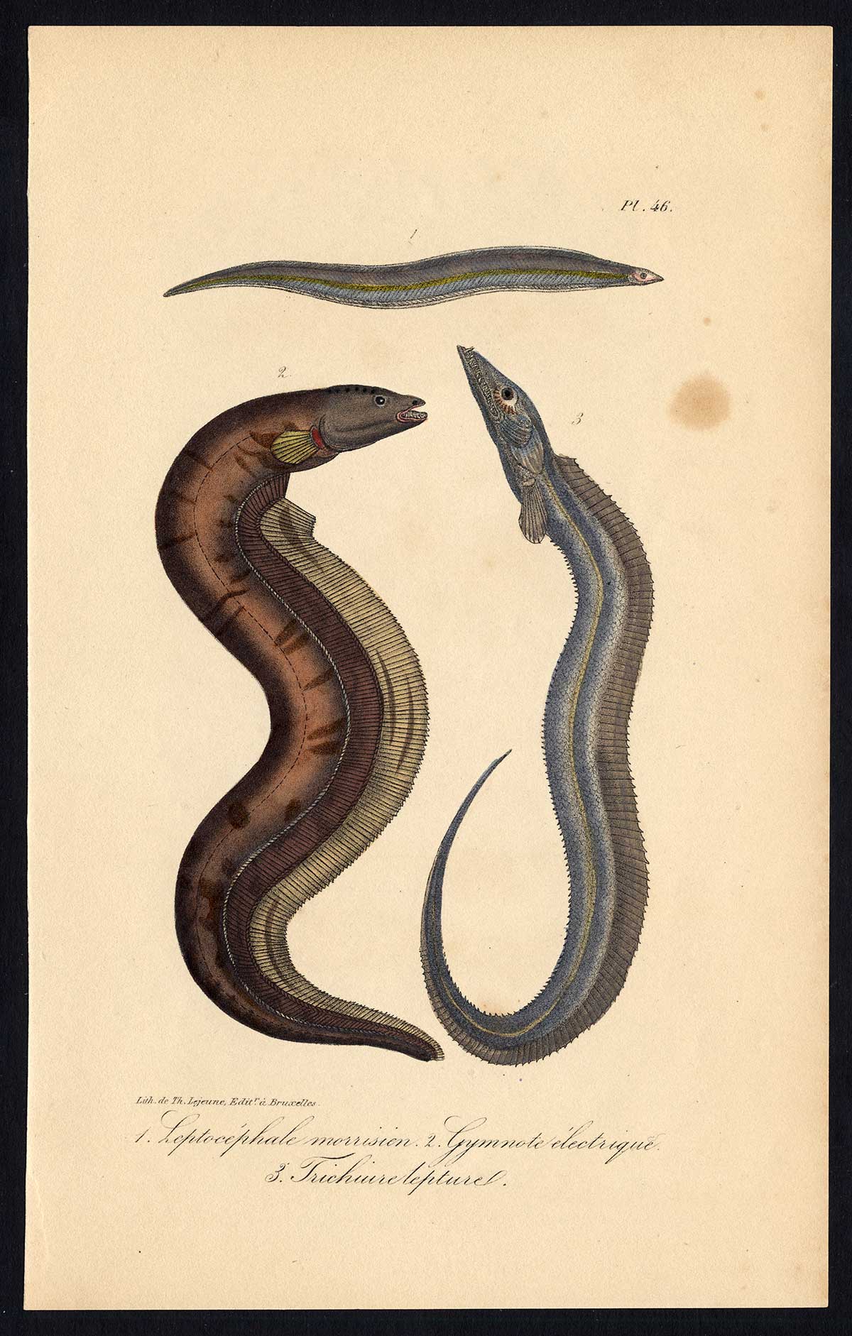 Antique Print CONGER EEL ELECTRIC CUTLASSFISH Pl. 46 Lacepede 1832