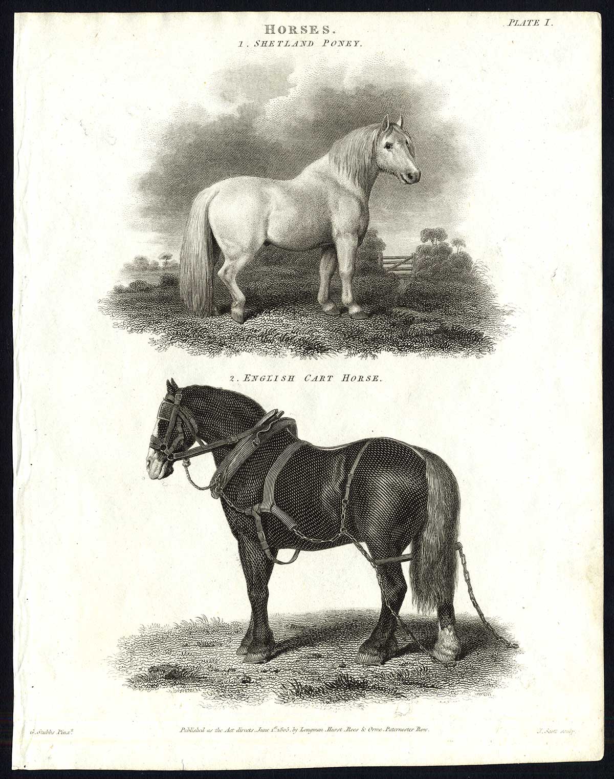 Antique print-NATURAL HISTORY-HORSE-SHETLAND PONY-CART-Rees-1820 [ ] [Hardcover]