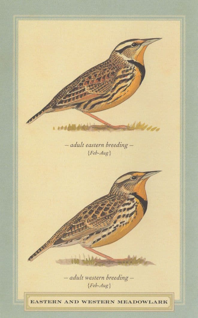 Eastern & Western Meadowlark Breeding Bird Postcard Manuscript / Paper Collectible Postcard