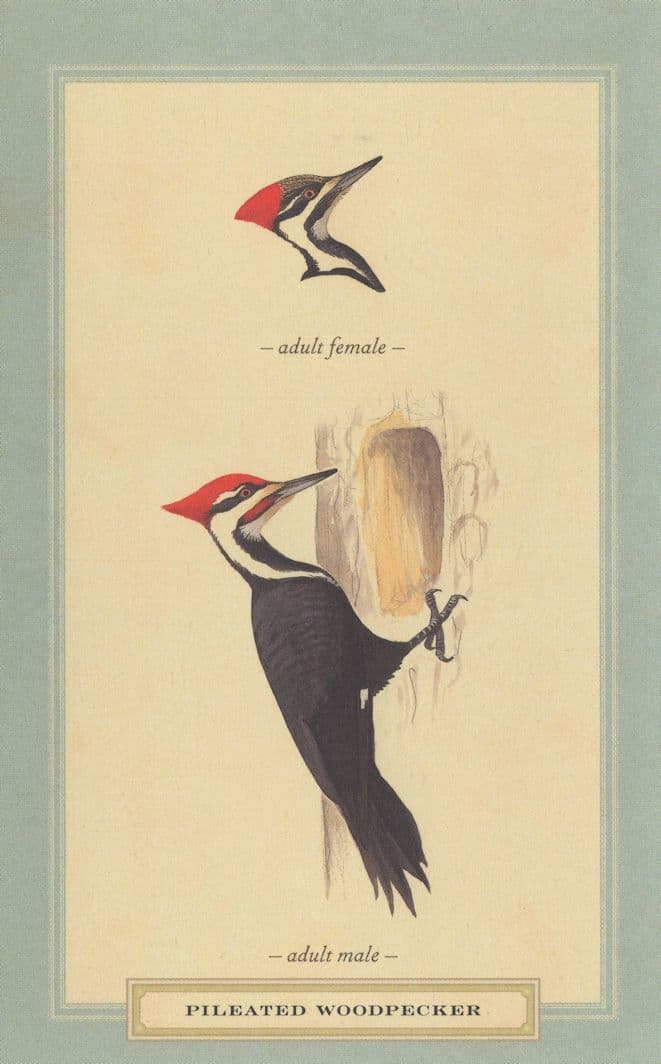Pileated Woodpecker Male Female Bird Stunning Postcard: Manuscript