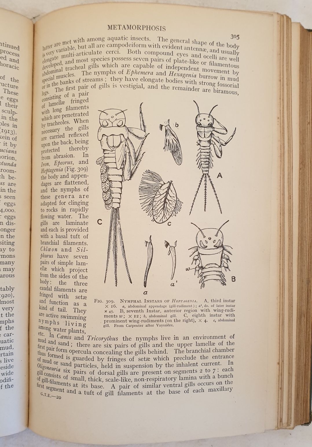 A GENERAL TEXTBOOK OF ENTOMOLOGY INCLUDING THE ANATOMY, PHYSIOLOGY