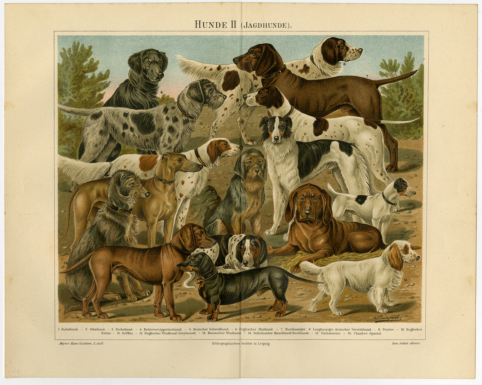 Antique Print-HUNTING-DOG-BREEDS-RETRIEVER-CLUMBER  SPANIEL-GREYHOUND-Meyers-1893: (1893)  Art / Print / Poster