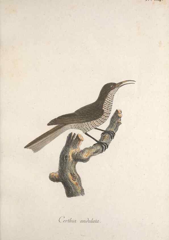 Reproducción/Reproduction 33710661948: Museum Carlsonianum, in quo ...