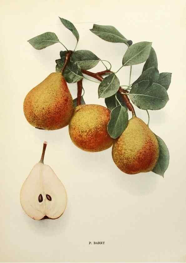 Reproducción/Reproduction 29837969660: The pears of New York. Albany ...