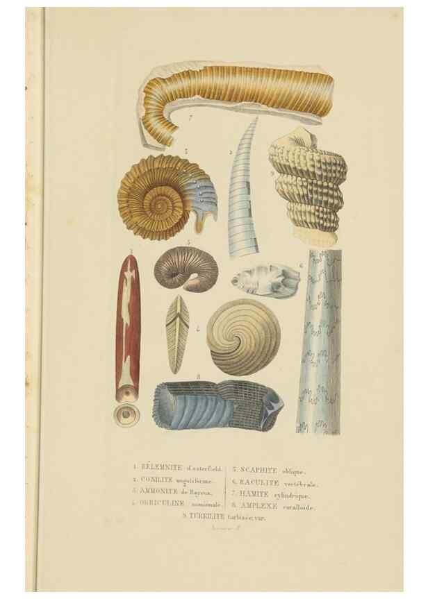 Reproducción/Reproduction 9368447199 Dictionnaire classique des