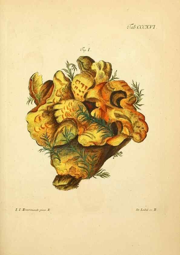 Reproducción/Reproduction 10315543486: Fungorum qui in Bavaria et ...