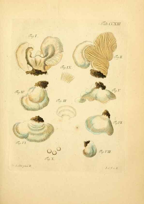 Reproducción/Reproduction 10314533406: Fungorum qui in Bavaria et ...