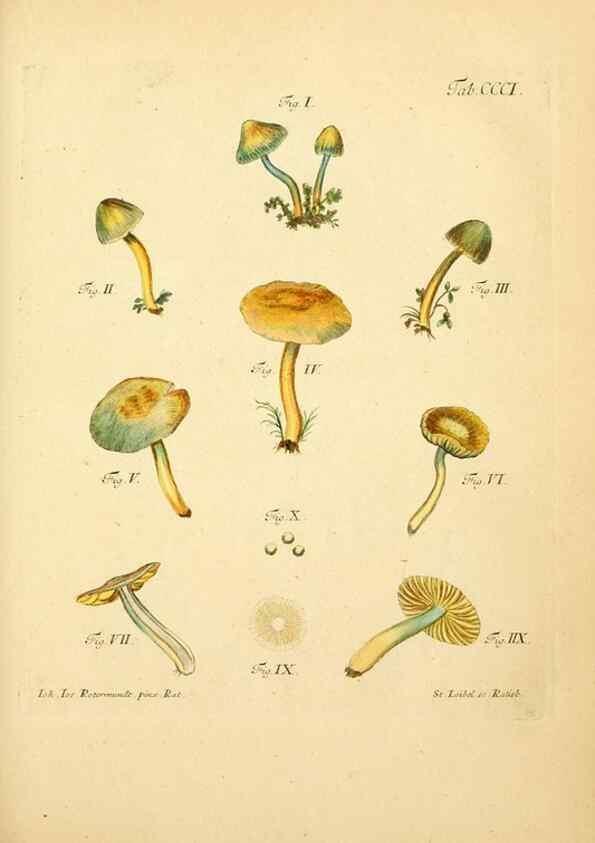 Reproducción/Reproduction 10315420904: Fungorum qui in Bavaria et ...