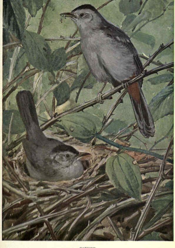 Reproducción/Reproduction 6302200125 Portraits and habits of our birds