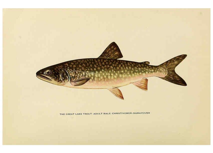 Reproducción/Reproduction 6309073256 Trout flyfishing in America New