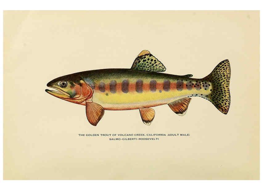 Reproducción/Reproduction 6308552833 Trout flyfishing in America New