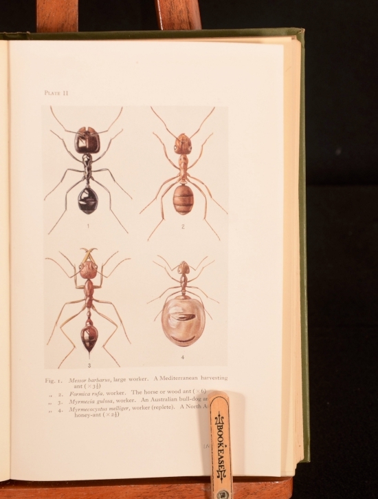 Ants Bees and Wasps A Record of Observations on the Habits of the Social Hymenoptera - Sir John Lubbock