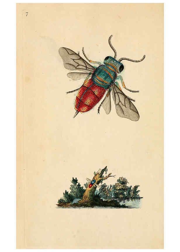 Reproducción/Reproduction 6069984419: The natural history of British ...