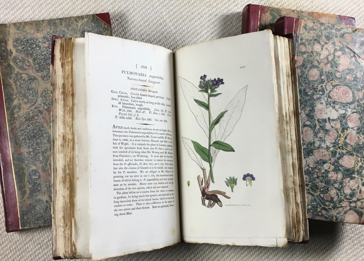 English Botany, or, Coloured Figures of British Plants, with their