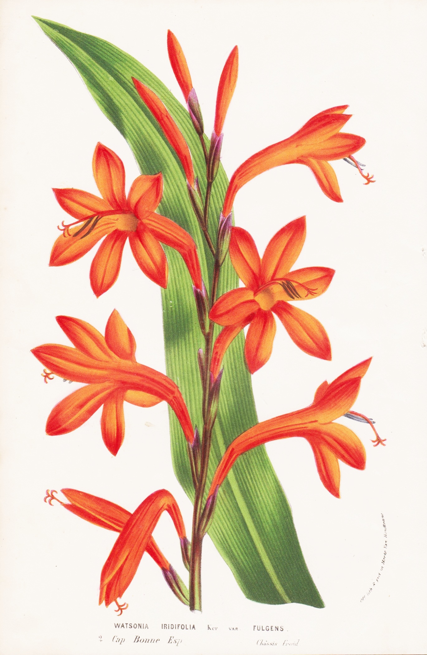 "Watsonia Iridifolia" South Africa Blumen flower Blume botanical
