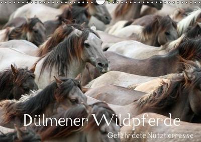 Dülmener Wildpferde - Gefährdete Nutztierrasse (Wandkalender immerwährend DIN A3 quer) : Eine bemerkenswerte Pferderasse (Monatskalender, 14 Seiten) - Barbara Mielewczyk