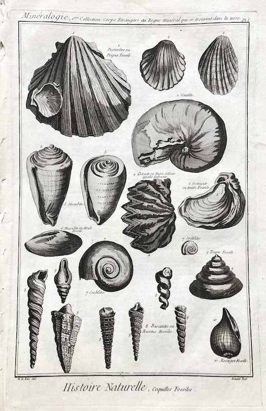 Reino Mineral - Conchas / Mineralogie, 1ere Collection - Histoire Naturelle, Coquilles Fossiles / Conchas Fosiles - Pl. I de Diderot, Denis & d'Alembert, Jean: (1751) Arte&nbsp;/&nbsp;Grabado&nbsp;/&nbsp;Póster | Frame