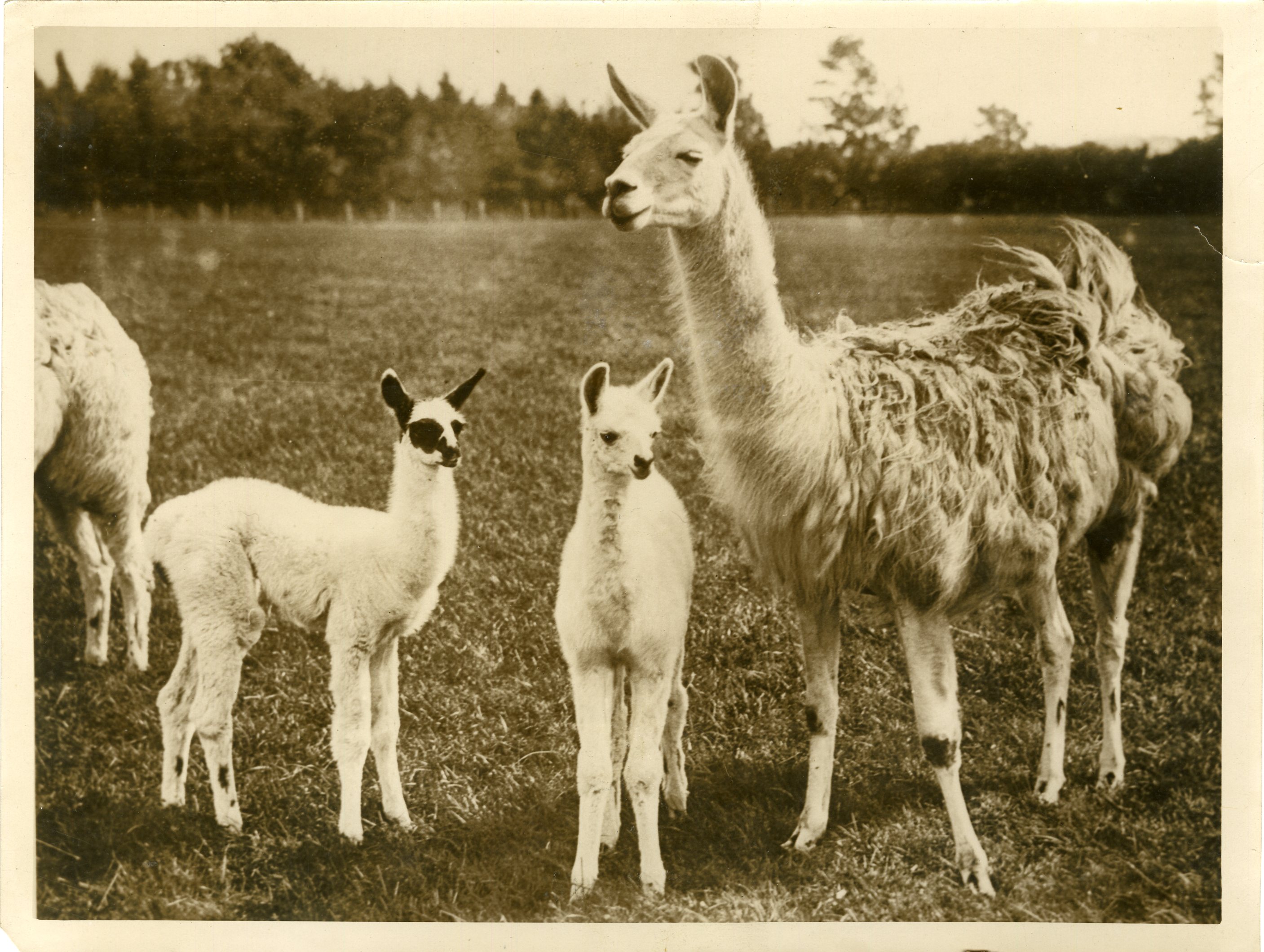 Bebes Lamas Au Zoo D Ampthill 1931 Photo De Presse Originale Wide World Photos Paris 1931 1931 Edition Originale Photograph Mad Museum Bebes Lamas Au Zoo D Ampthill 1931 Photo De Presse Originale Wide World Photos Paris 1931 1931 Edition Originale Photograph Mad Museum
