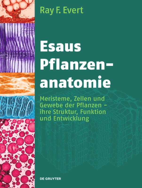 Esaus Pflanzenanatomie - Evert, Ray F.|Eichhorn, Susan E.|Esau, Katherin