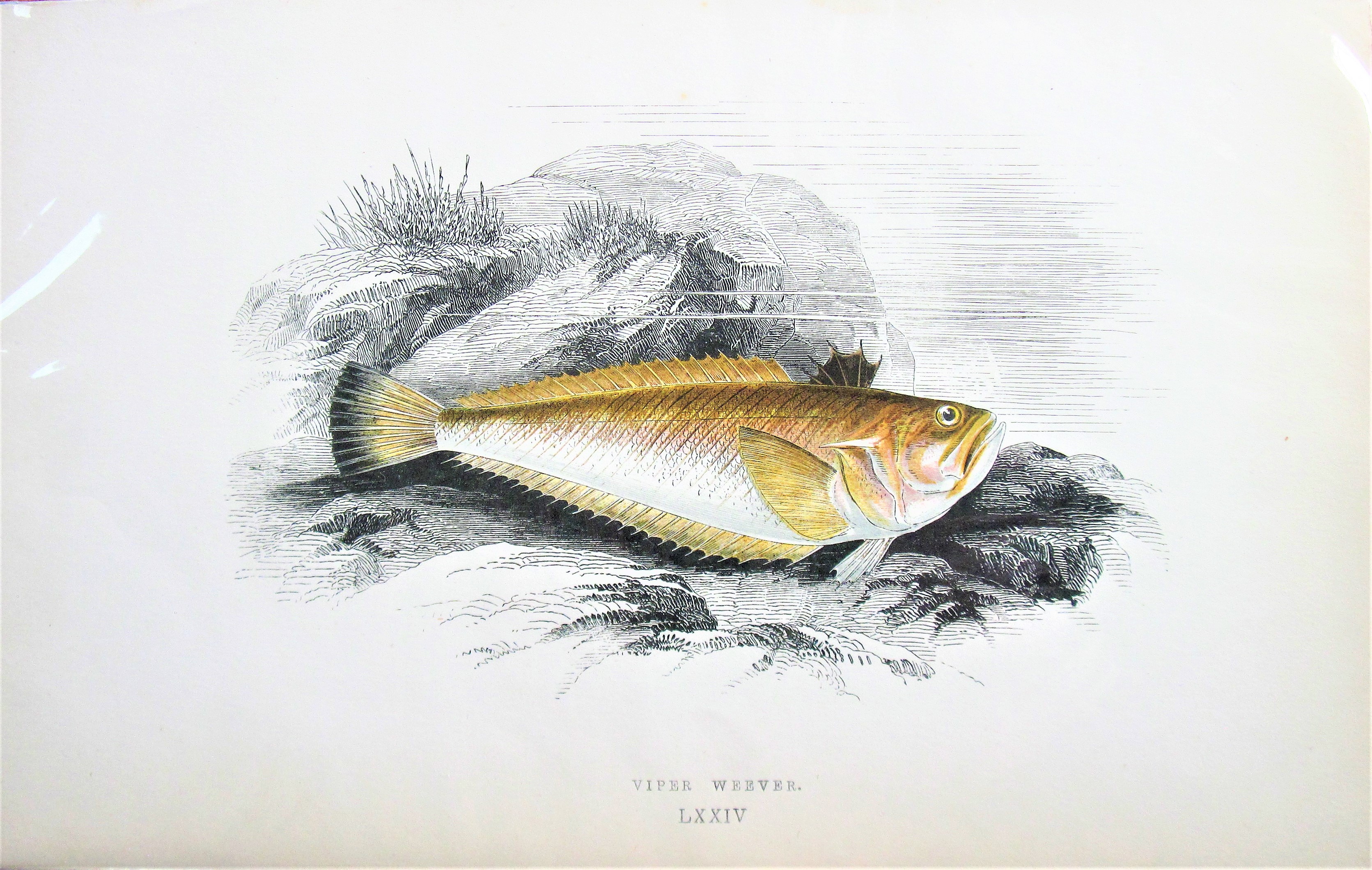 Antique Steel Engraving. Fish- Piper. Jonathan Couch. [Very Good]