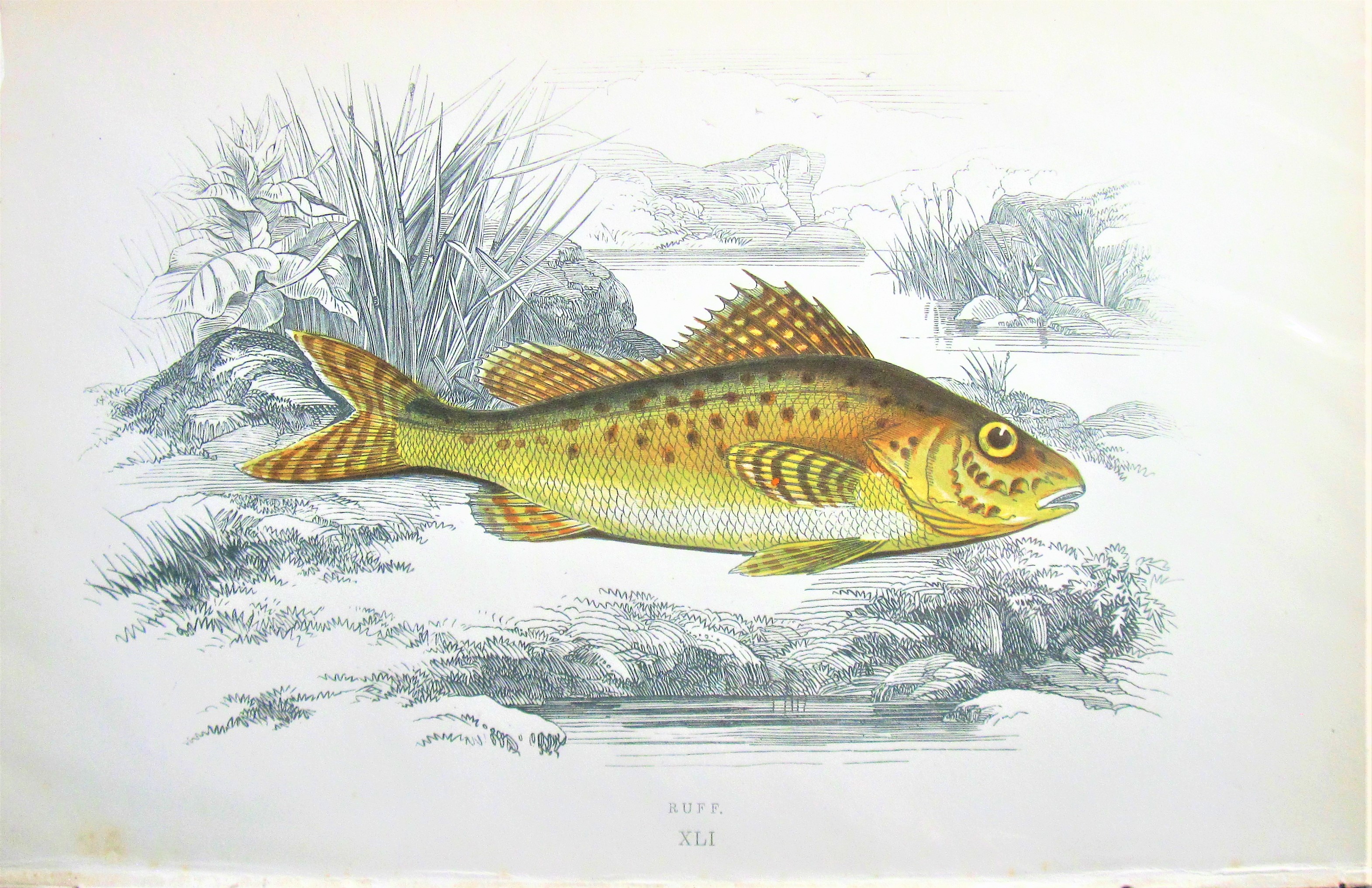 Antique Steel Engraving. Fish- Buff. Jonathan Couch. [Very Good]