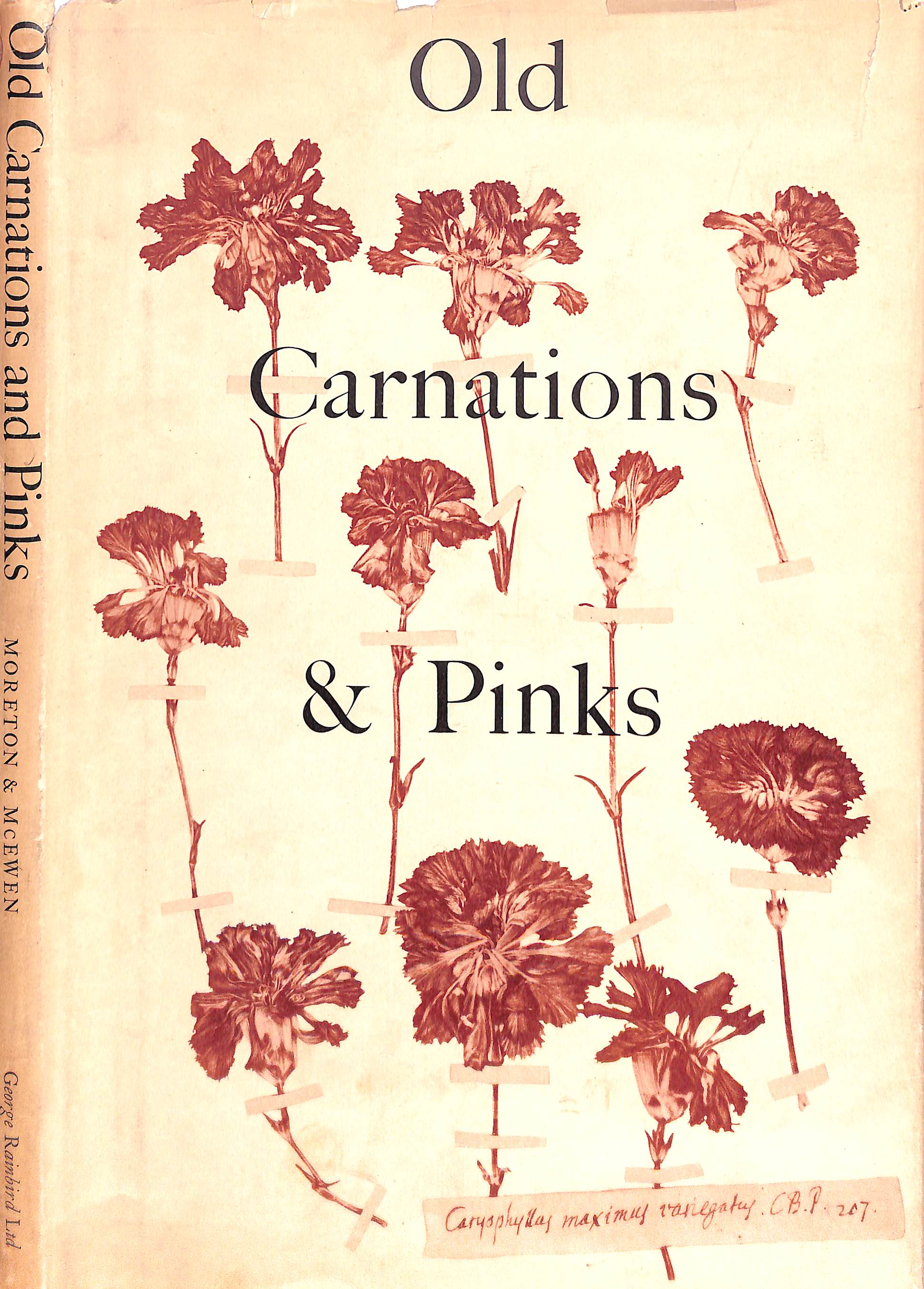 Old Carnations & Pinks MORETON, C. Oscar [Very Good] [Hardcover]
