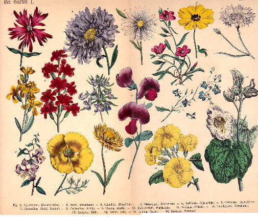 16 Darstellungen von Blumen auf einem Blatt (1. Agrostemma ...