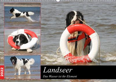 Landseer - Das Wasser ist ihr Element (Wandkalender 2022 DIN A2 quer) : Landseer sind eine besondere Hunderasse die besonders das Wasser lieben und dort in ihrem Element sind. (Monatskalender, 14 Seiten ) - Barbara Mielewczyk Und Brigitte Weil