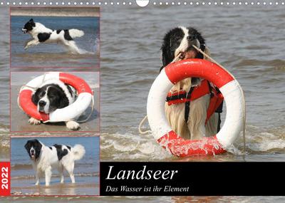 Landseer - Das Wasser ist ihr Element (Wandkalender 2022 DIN A3 quer) : Landseer sind eine besondere Hunderasse die besonders das Wasser lieben und dort in ihrem Element sind. (Monatskalender, 14 Seiten ) - Barbara Mielewczyk Und Brigitte Weil