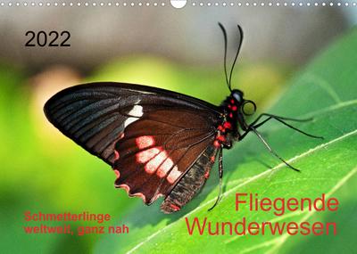 Fliegende Wunderwesen. Schmetterlinge weltweit, ganz nah (Wandkalender 2022 DIN A3 quer) : Zwölf farbenprächtige, exotische Schmetterlinge aus Afrika, Asien und Südamerika, makrofotografisch portraitiert. (Monatskalender, 14 Seiten ) - Thomas Zeidler