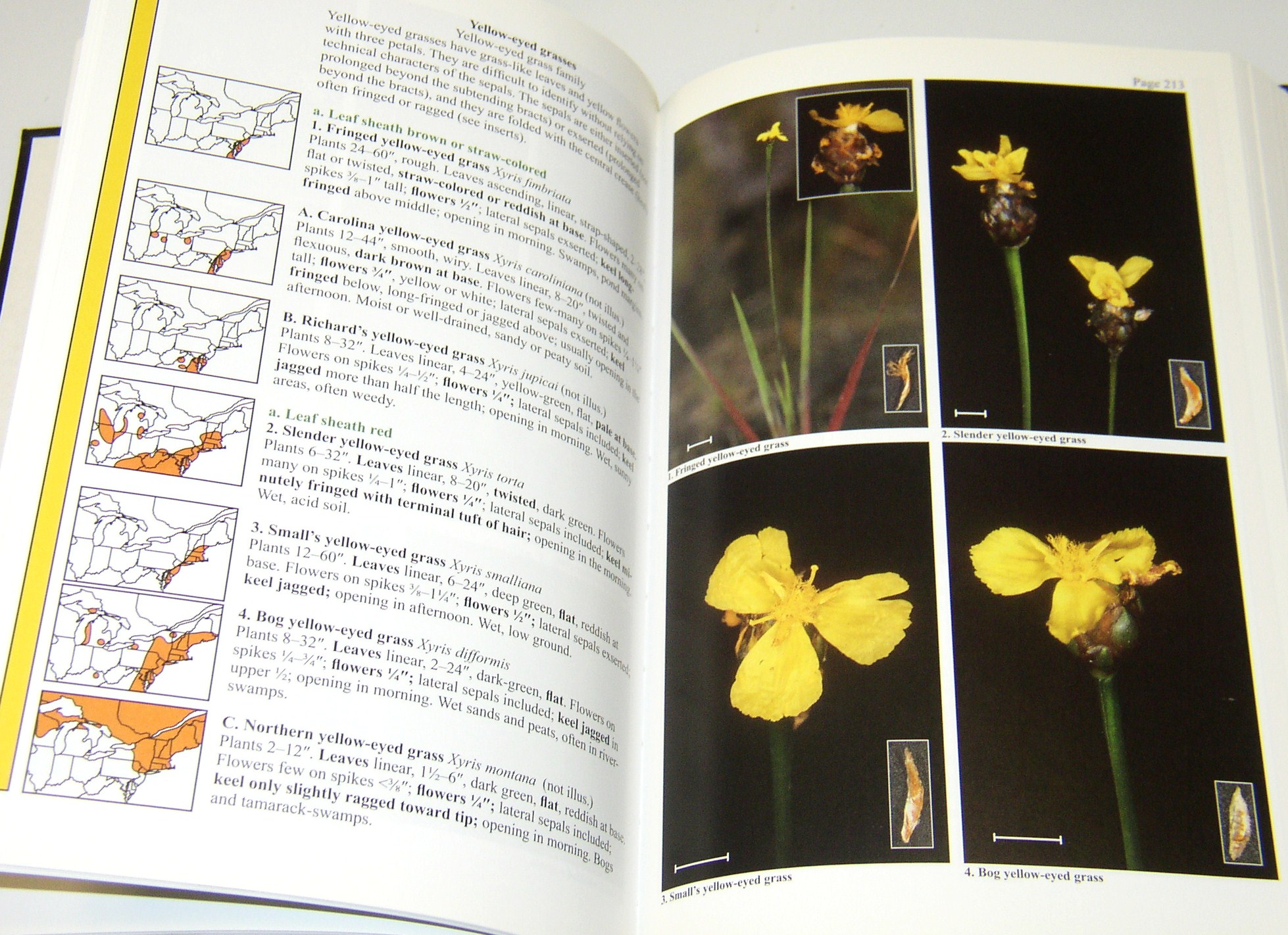 Wildflowers in the Field and Forest A Field Guide to the Northeastern