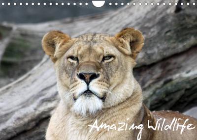 Amazing Wildlife (Wandkalender 2022 DIN A4 quer) : Faszination Tierwelt (Monatskalender, 14 Seiten ) - Andreas Hebbel-Seeger