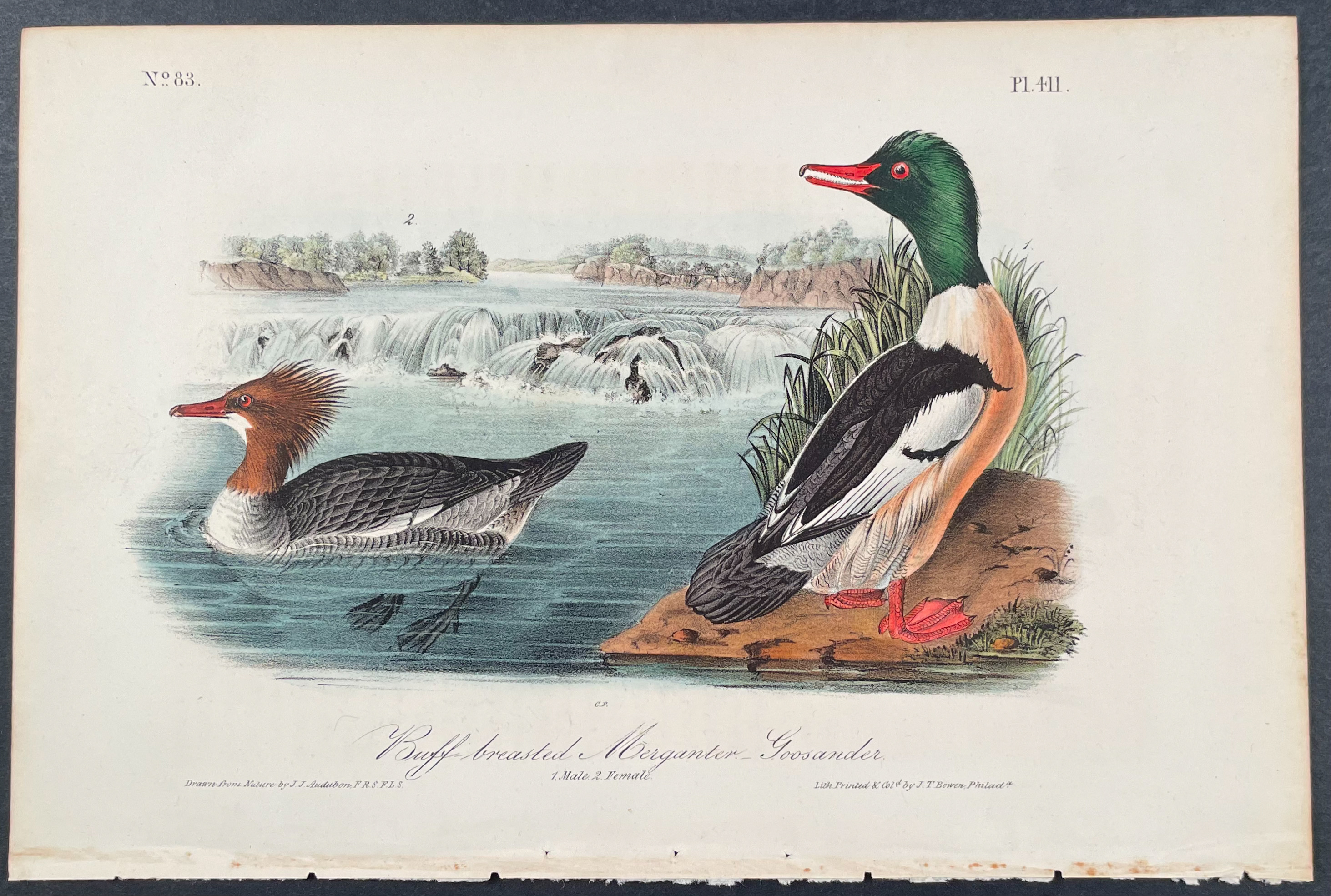 Buff-breasted Merganser-Goosander de John James Audubon: (1840)  Arte&nbsp;/&nbsp;Grabado&nbsp;/&nbsp;Póster | Trillium Antique Prints &  Rare Books