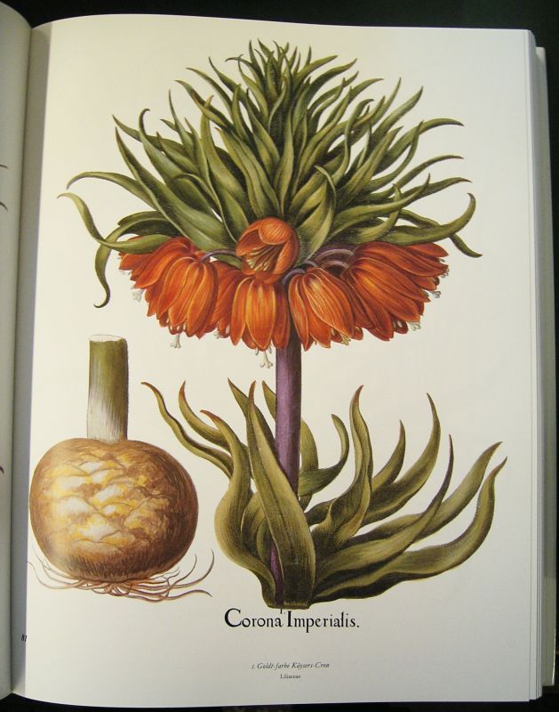 Der Garten von Eichstätt. Hortus Eystettensis. Das große Herbarium des