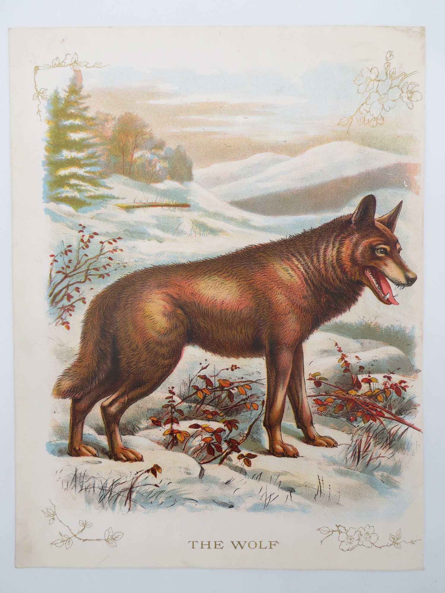 ANTIQUE ORIGINAL 1902 WOLF COLOR ..., image size:1500x2000