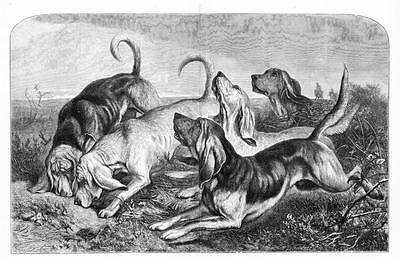 Bloodhound Breed North West Bloodhounds 30 Hound Dog Breeds Every