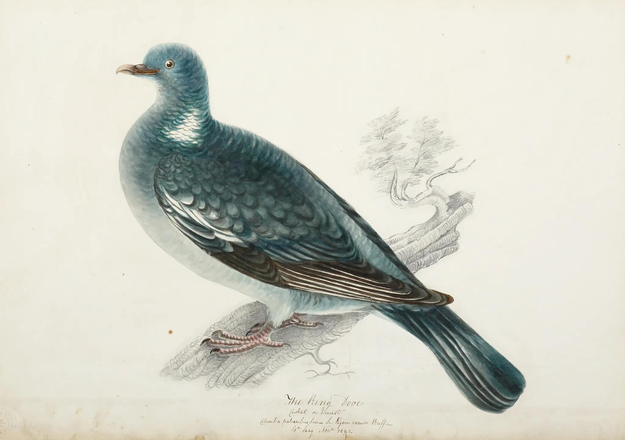 English Dove King